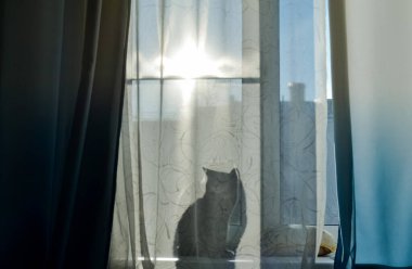 Kedi pencere perdesinde oturuyor ve perdenin arkasında onun gölgesini görebilirsiniz, bir siluet. Pencerenin dışında güneşli bir gün..