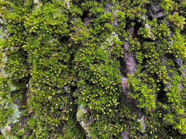 Detailní Záběr Kůru Starého Stromu Jasně Zeleným Kvetoucím Mechem Přírodní — Stock fotografie