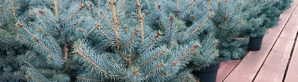 Banner Small Seedlings Blue Spruce Trees Pots Christmas Sale Festive — Stock Photo, Image