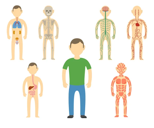Dessin animé anatomie du corps humain . — Image vectorielle