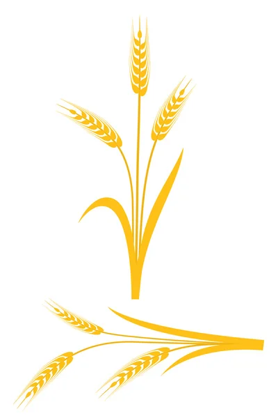 Espigas de trigo amarillo sobre un fondo blanco — Vector de stock