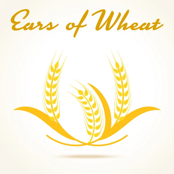 Orejas de trigo o arroz icono — Vector de stock
