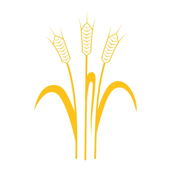 Ears of Wheat, Barley or Rye vector visual graphic icon — Stock Vector