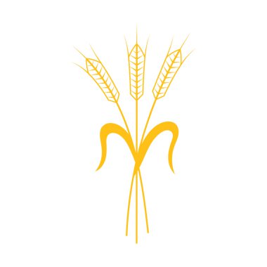 Kulakları buğday, arpa ve çavdar