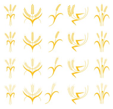 Buğday, arpa ve çavdar kulakları görsel grafik simgeler kümesi vektör