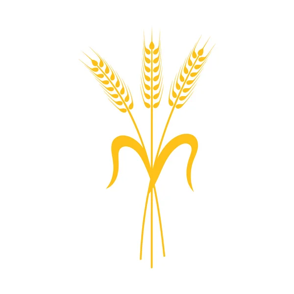 Вуха пшеницю, ячмінь або житній — стоковий вектор