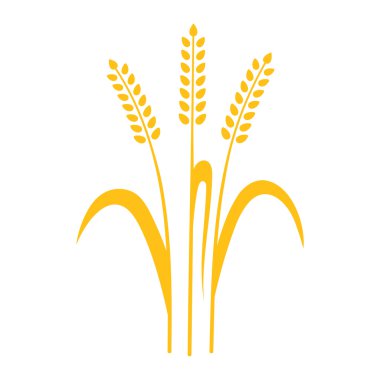 Kulakları buğday, arpa ve çavdar