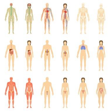 İnsan organ ve sistemleri kümesi