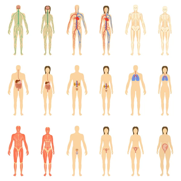 Set of human organs and systems — Stock Illustration Set of human organs and systems Stock Vector
