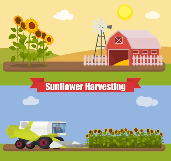 Modern combine harvester tractor working a sunflowers field. Agriculture machinery. Agriculture harvest sunflower seeds. Farm rural landscape, vector illustration. — Vector de stoc