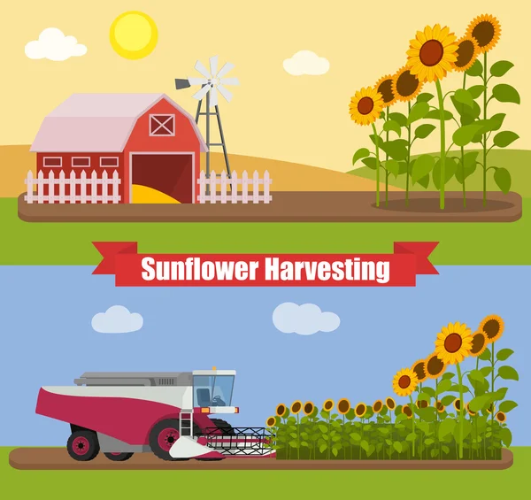 Tractor cosechadora moderna trabajando un campo de girasoles. Maquinaria agrícola. Agricultura cosecha semillas de girasol. Granja paisaje rural, ilustración vectorial . — Archivo Imágenes Vectoriales