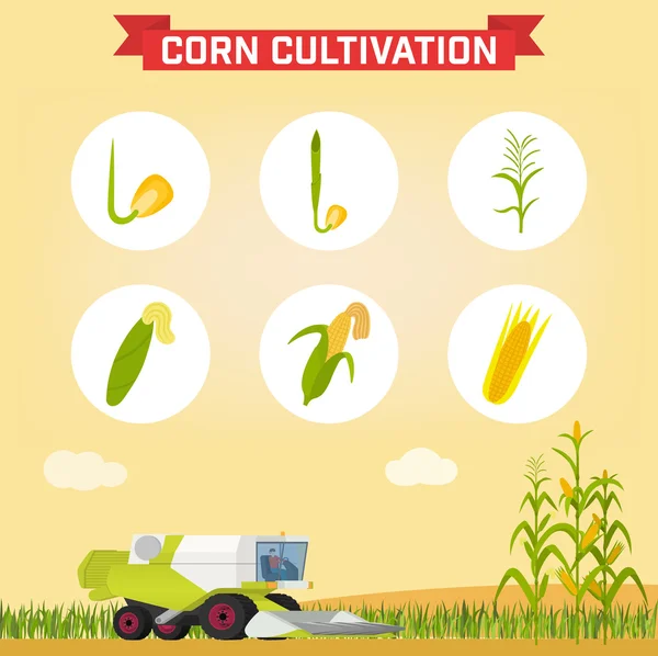 Combinar para cosechar maíz en el campo . — Archivo Imágenes Vectoriales