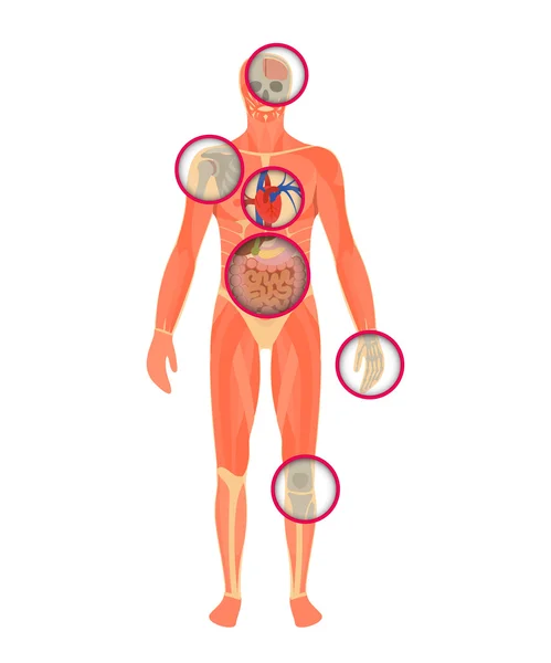 Structure du corps humain - un regard à travers le scanner . — Image vectorielle