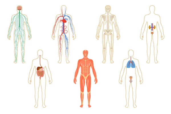 Ensemble d'organes et de systèmes humains — Image vectorielle