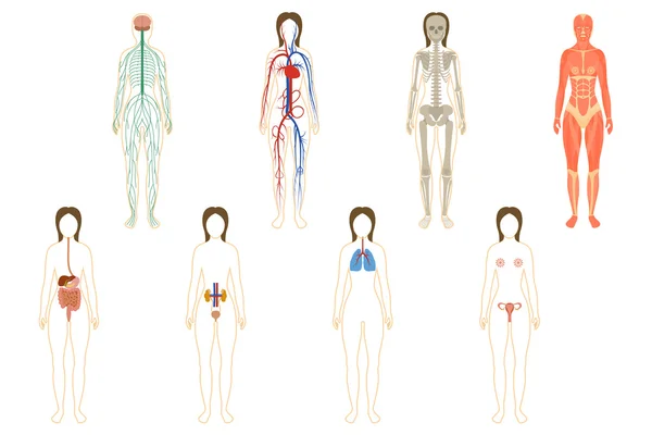 Serie di organi e sistemi femminili — Vettoriale Stock
