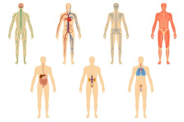 İnsan organ ve sistemleri kümesi