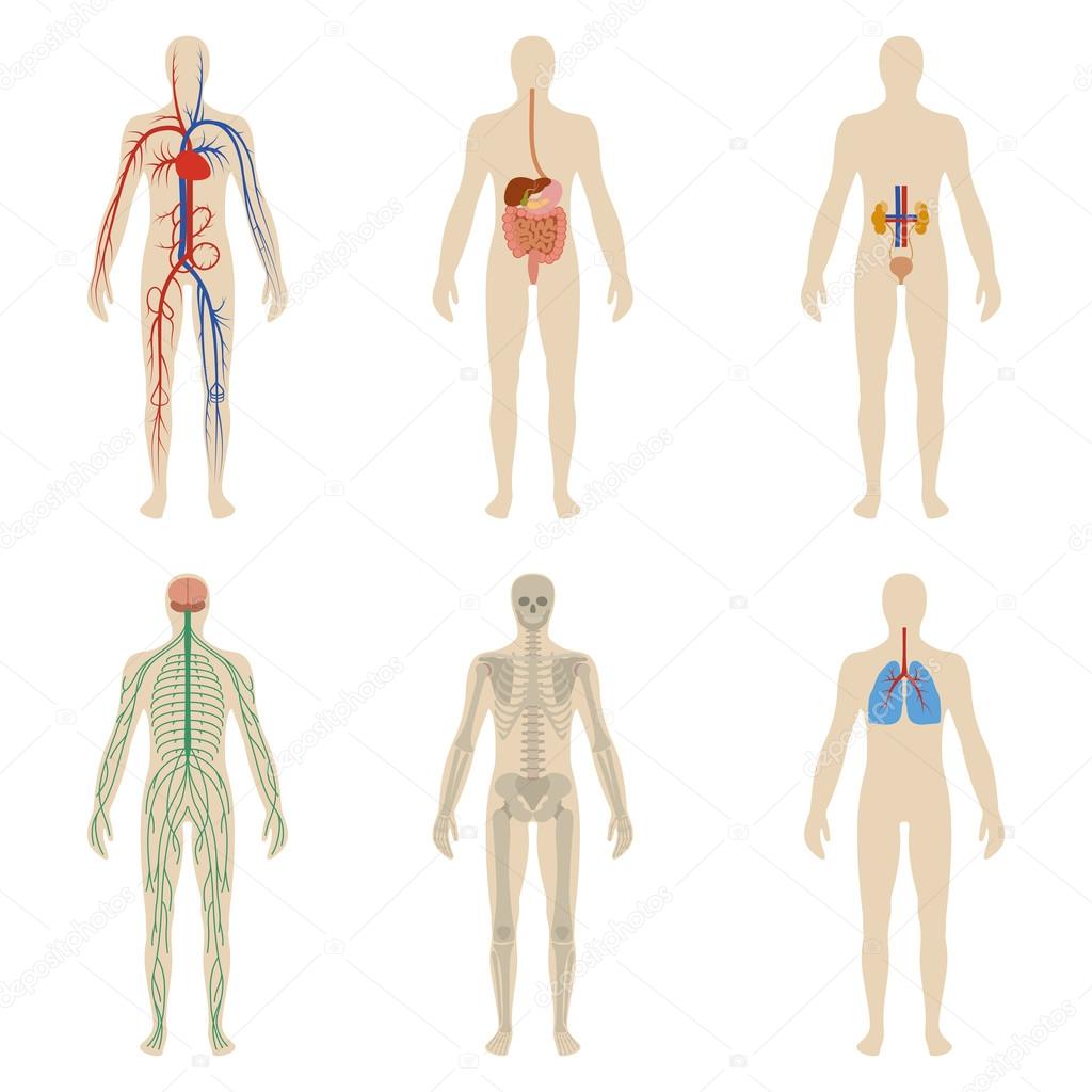Set of human organs and systems of the body vitality. Vector illustration