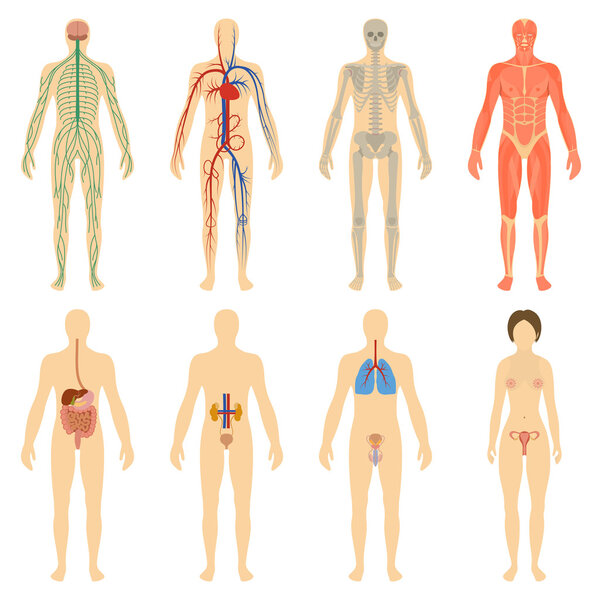 Set of human organs and systems of the body vitality.