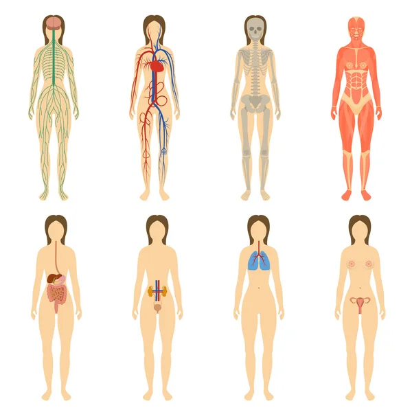 Set of human organs and systems of the body vitality. — Stock Illustration Set of human organs and systems of the body vitality. Royalty Free Stock Vectors