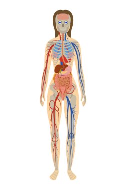 Illustration of human anatomy of woman on white background clipart