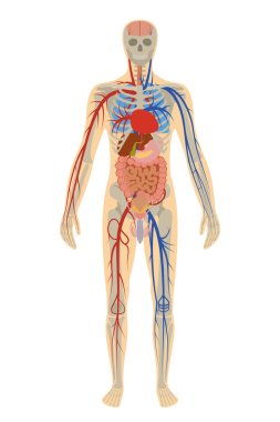 illustration of human anatomy of man on white background clipart