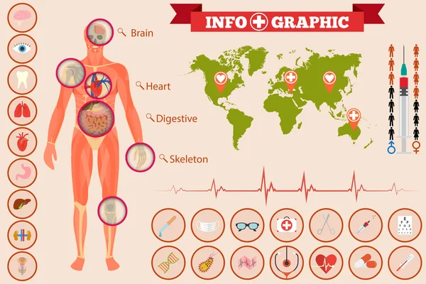 Infografiken zur medizinischen Anatomie — Stockvektor