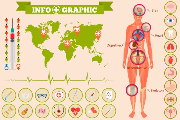 Ιατρική ανατομία μια infographics σώμα γυναικών — Διανυσματικό Αρχείο