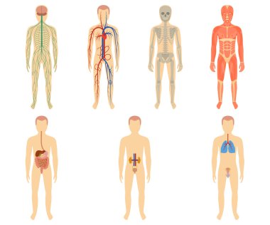 İnsan organ ve sistemleri kümesi