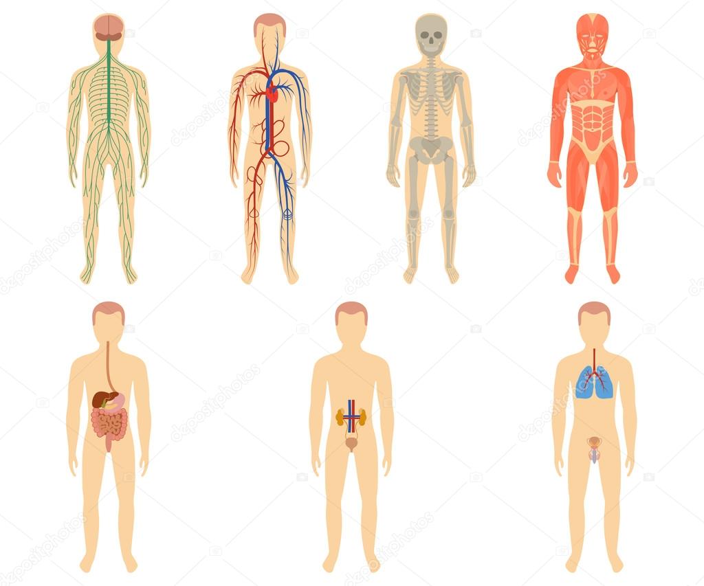 Set of human organs and systems
