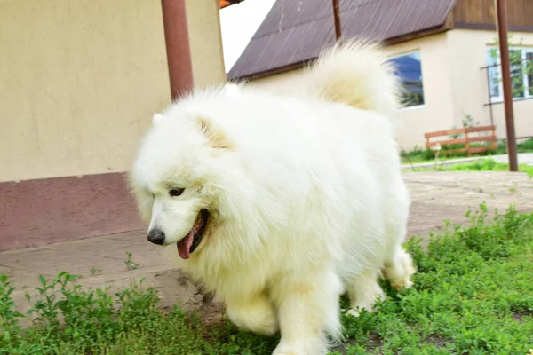 Posando Cães Raça Samoyed Laika — Fotografia de Stock