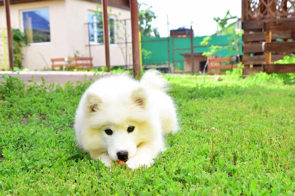 サモイードライカの犬をポーズ — ストック写真