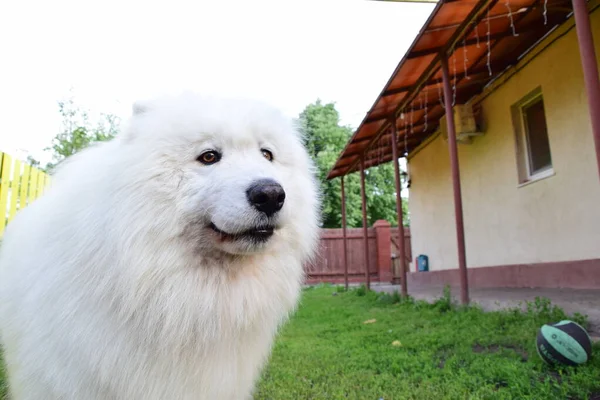 Posando Cães Raça Samoyed Laika — Fotografia de Stock