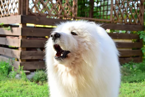 Posing Dogs Samoyed Laika Breed — Stock Photo, Image