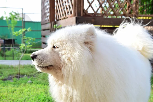 Posing Dogs Samoyed Laika Breed — Stock Photo, Image