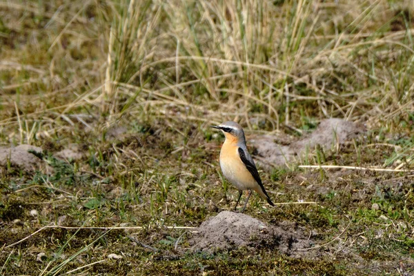Northern Wheatear, Oenanthe oenanthe leucorhoa-male, in dunes between marram grass, migrating through the netherlands to recuperate. 23-4-21 Ameland, the Netherlands. — Stock Photo, Image