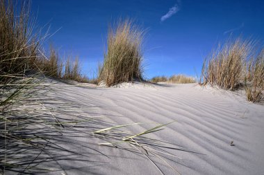 Beyaz kum tepecikleri, kumsalda kumsal çimenleri ve beyaz bulutlu mavi bir gökyüzü. Hollanda, Ameland 2021