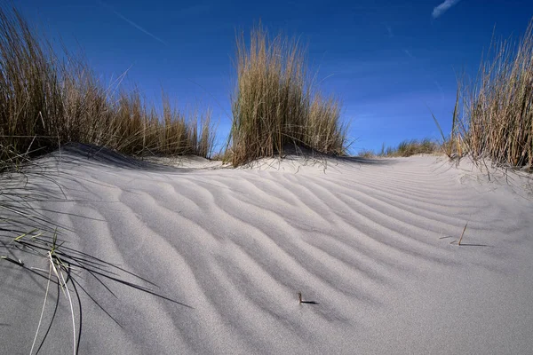Dutch dunes with white sand ripple pattern, beach grass on the beach with a blue sky with white clouds. Netherlands, Ameland 2021