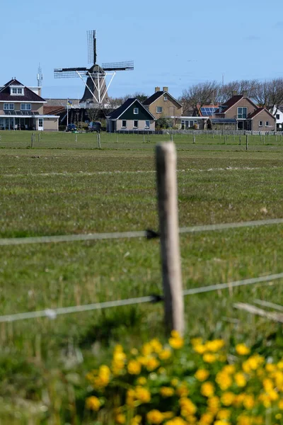 Windmolen, smockmolen, De Verthe, The Expectation in Hollum, Nederlands eiland Ameland. Op de voorgrond onscherp hek en moeras Goudsbloem en grasland. Molenproductie van maïs en mosterd — Stockfoto