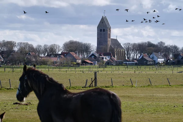 Typisch Hollands landschap met de kerk van Hollum, Ameland met een kudde ganzen, landbouwgrond en een wazig Fries paard op de voorgrond. Nederlandse boeren lijden aan schade van de ganzen — Stockfoto