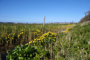 Hendek, dikenli tel örgüler, Marigold çiçekleri ve çayırları olan tipik Hollandalı polen manzarası. Tarihi evleri, değirmeni ve deniz feneri olan bir Hollanda köyü. Ameland, Hollum, Nisan 2021