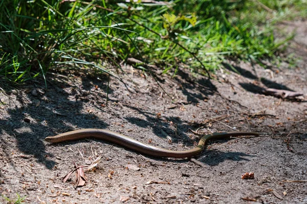 Slow Worm or blind worm, Anguis fragilis on a forest path. Amersfoort, the Netherlands. 2021. The kind of lizards often mistaken for snakes.