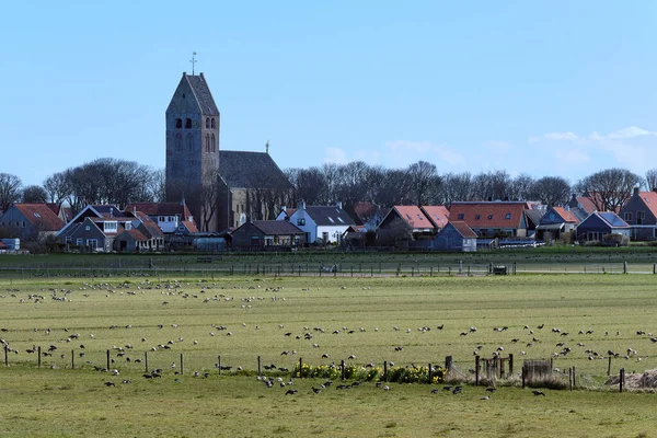 Typisch Hollands landschap met de kerk van Hollum, Ameland met een kudde ganzen, landbouwgrond. Nederlandse boeren lijden aan schade van de ganzen — Stockfoto