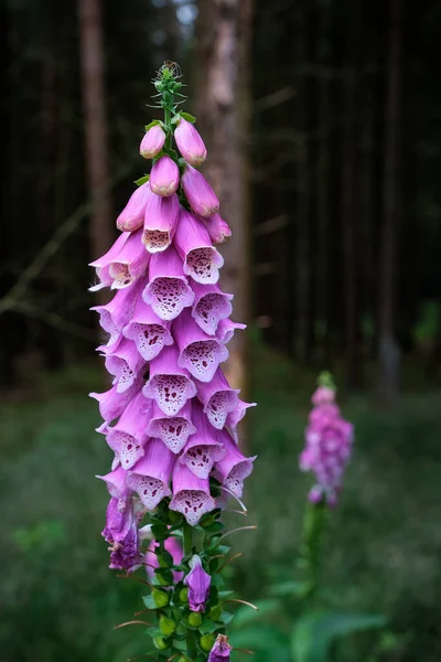 Digitalis purpurea çiçeği, yüksükotu, yüksükotu, mor yüksükotu, kadın eldiveni. Arka planda karanlık, keskin olmayan ağaçlar ve orman var. Amersfoort, Hollanda. Kalp ilacı digoxinin asıl kaynağı.
