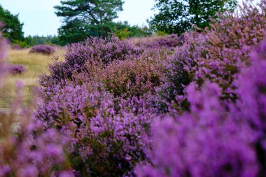 Seçici odaklı Mor Pembe Heather. Utrechtse Heuvelrug 'un bir parçası olan Den Treek Henschoten adındaki Heathland ve orman bölgesi. Hollanda, Amersfoort' taki ulusal park.