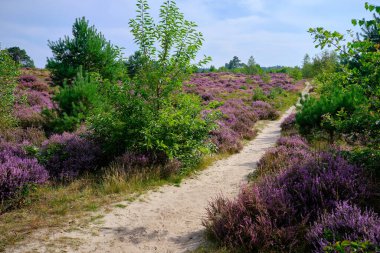 Yürüyüş yolu olan mor pembe Heather. Utrechtse Heuvelrug 'un bir parçası olan Den Treek Henschoten adlı Heathland ve orman bölgesi. Utrecht Tepesi Sırtı. Hollanda, Amersfoort Ulusal Parkı.