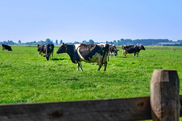 Hollanda, 8.2021 Sep-İnekler otlakta ve arka planda çiftlikleri var. Hollanda hükümeti, konut ve yol inşaatı için azot krizini çözmek için çiftlik hayvanlarını azaltmak istiyor