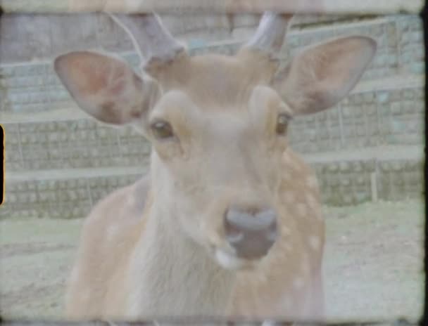 Super Shot Deers Nara Japan — Stock Video