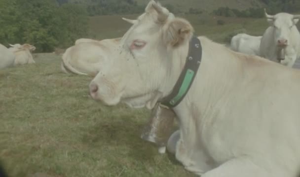 Σούπερ Χιλιοστά Πυροβολισμό Των Αγελάδων Στα Γαλλικά Πυρηναία — Αρχείο Βίντεο