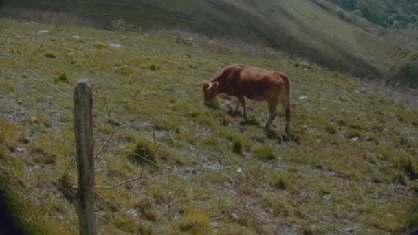 Σούπερ Χιλιοστά Πυροβολισμό Των Αγελάδων Στα Γαλλικά Πυρηναία — Αρχείο Βίντεο