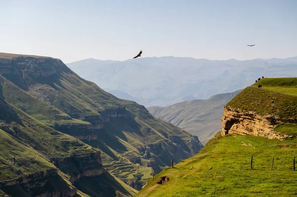 Un paisaje atmosférico con siluetas de montañas rojas y verdes. Dos águilas vuelan sobre un desfiladero de montaña, un pasto de vaca. Daguestán. — Foto de Stock